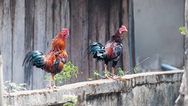 10 cách lựa gà noi đẹp đá hay