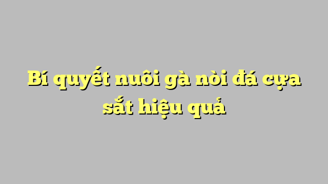 Bí quyết nuôi gà nòi đá cựa sắt hiệu quả