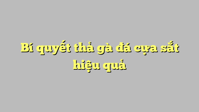 Bí quyết thả gà đá cựa sắt hiệu quả