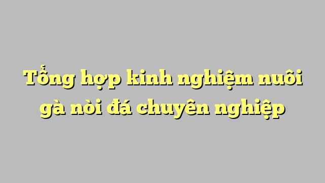 Tổng hợp kinh nghiệm nuôi gà nòi đá chuyên nghiệp